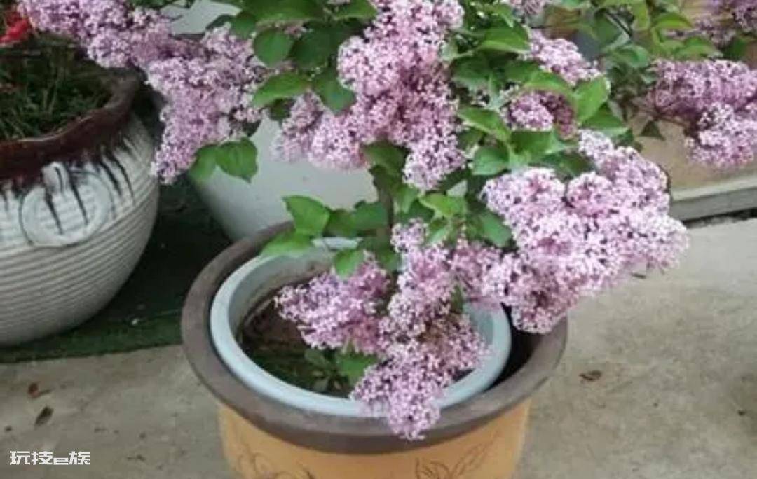 常见香味浓郁的花卉(家里养5种花卉植物清香四溢)-图片9